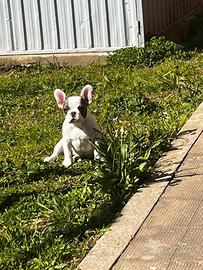 Cagnolina