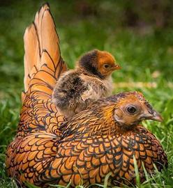 Galline