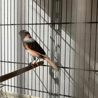 Arlecchino portoghese