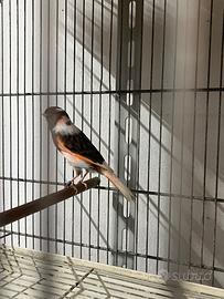 Arlecchino portoghese