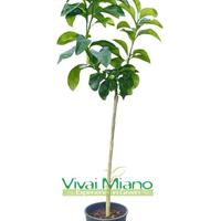 Pianta di Pomelo - Immagine reale