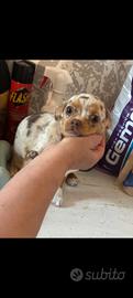 Chihuahua