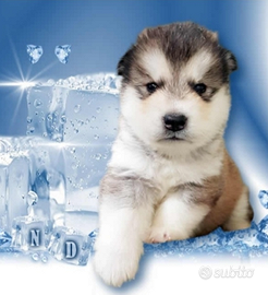 Alaskan Malamute con pedigree