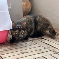 Gatta di 6 mesi, si chiama Maya