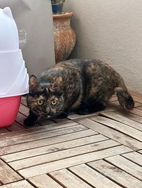 Gatta di 6 mesi, si chiama Maya