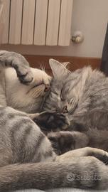 Gattini di 4 anni
