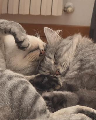 Gattini di 4 anni