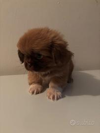 Cuccioli di Pechinese