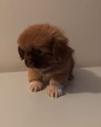 Cuccioli di Pechinese