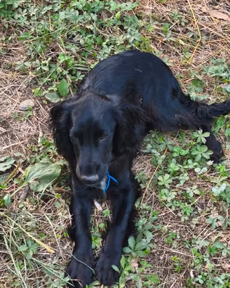 Cucciolo di cocker spaniel inglese (working)