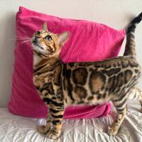 Gattino bengala Brown spotted tabby