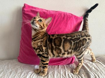 Gattino bengala Brown spotted tabby