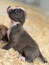 Cucciola american Pitbull
