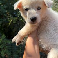 Cuccioli incrocio husky maremmano