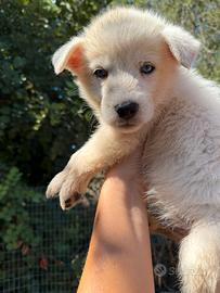Cuccioli incrocio husky maremmano