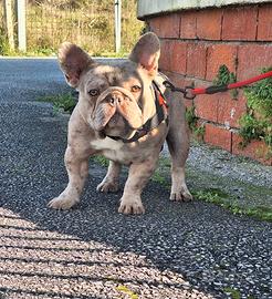 Stallone/Monta Isabella Merle Bulldog Francese