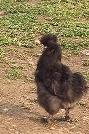 Gallo moroseta