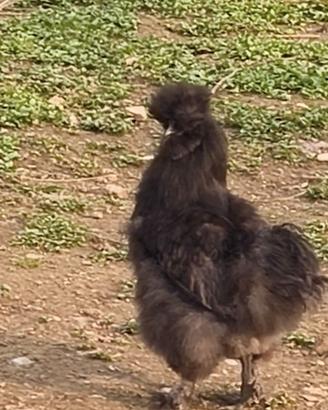 Gallo moroseta