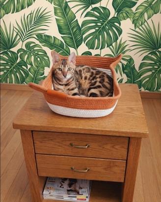 Cuccioli di gatto del Bengala