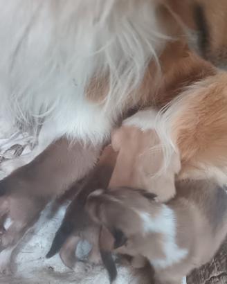 Coccioli Pastore scozzese