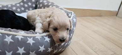 Maltipoo