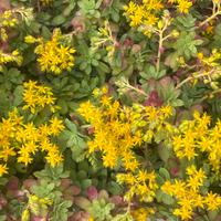 piante succulente