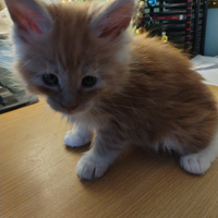 2 gattine Maine coon