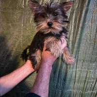 Cucciolo Yorkshire Maschietto