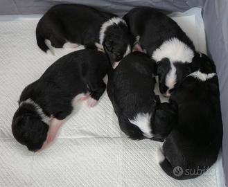 Border Collie con Pedigree