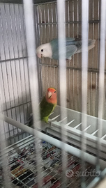 Coppia di inseparabili