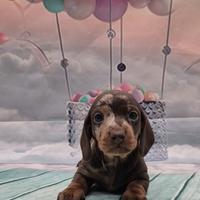 Bassotto nano kaninchen