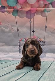 Bassotto nano kaninchen