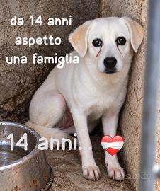 BRICIOLA 14 ANNI 15 kg circa Taglia media contenut