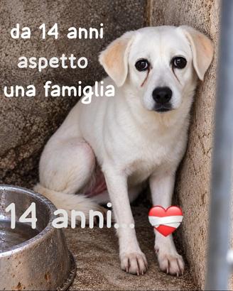 BRICIOLA 14 ANNI 15 kg circa Taglia media contenut