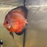 Discus