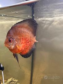 Discus