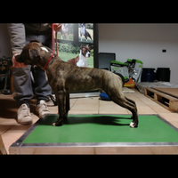 Amstaff cucciola
