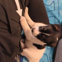 Cucciolo Jack russell terrier
