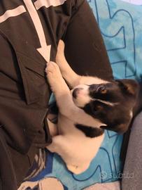 Cucciolo Jack russell terrier