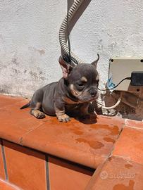 American bully exotic