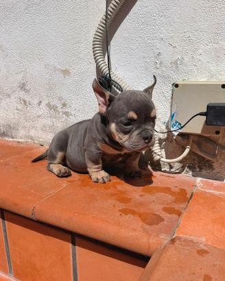 American bully exotic