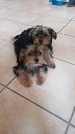 Cuccioli di yorkshire terrier