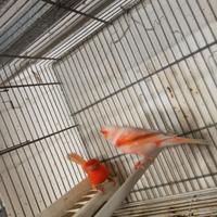 Canarini Rossi Brinati