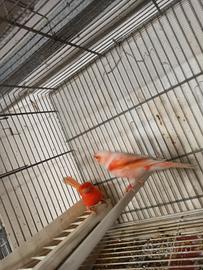 Canarini Rossi Brinati