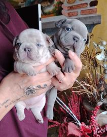Bulldog francese cuccioli