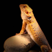 Pogona Viticeps Blu Hypo