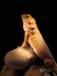 Pogona Viticeps Blu Hypo