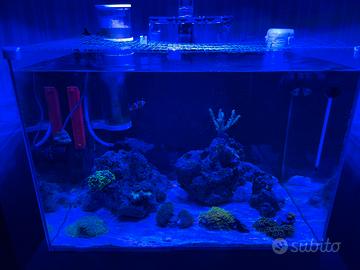 Acquario marino completo (tecnica + fauna)