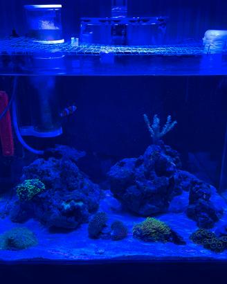 Acquario marino completo (tecnica + fauna)