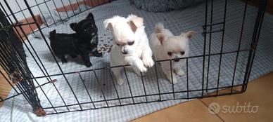 Cuccioli chihuahua